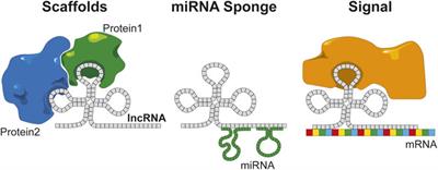 Unveiling a Ghost Proteome in the Glioblastoma Non-Coding RNAs